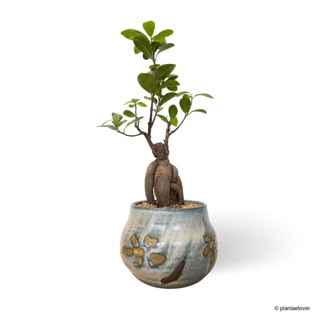 Ficus Retusa in Daisy Pot