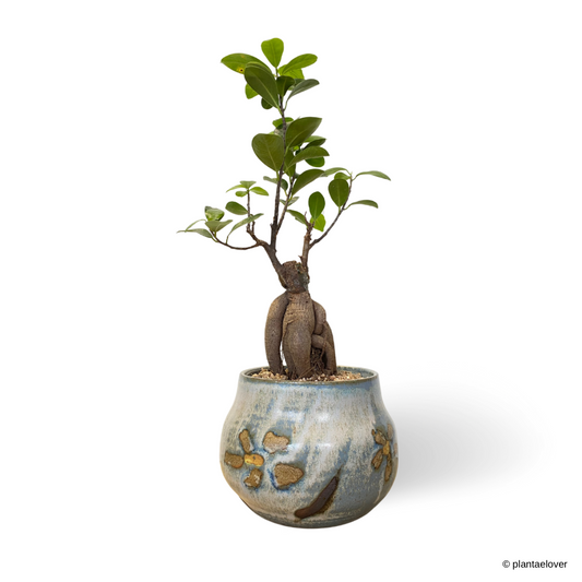 Ficus Retusa in Daisy Pot