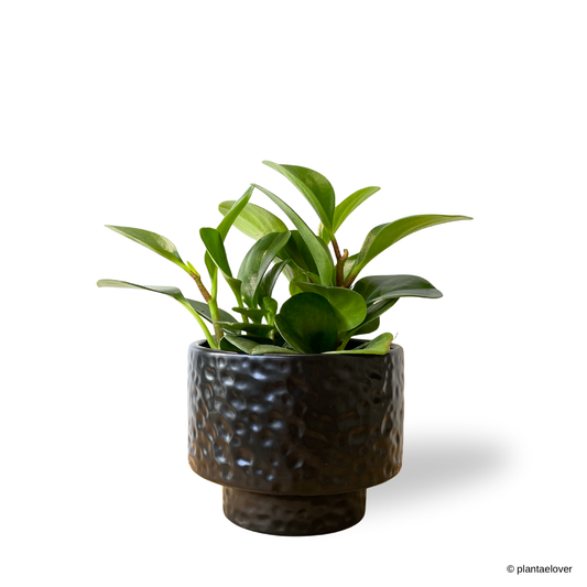 Peperomia Obtusifolia in Moonlight Pot