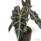 Alocasia Amazonica Polly in Shadow Pot