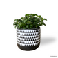 Bubble Plant in Mono Pot