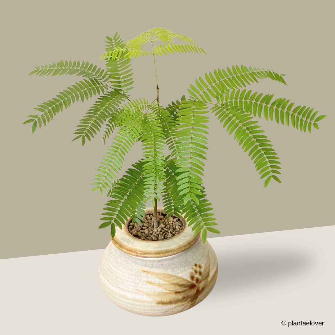 Japanese Everfresh Tree in Nomad Pot