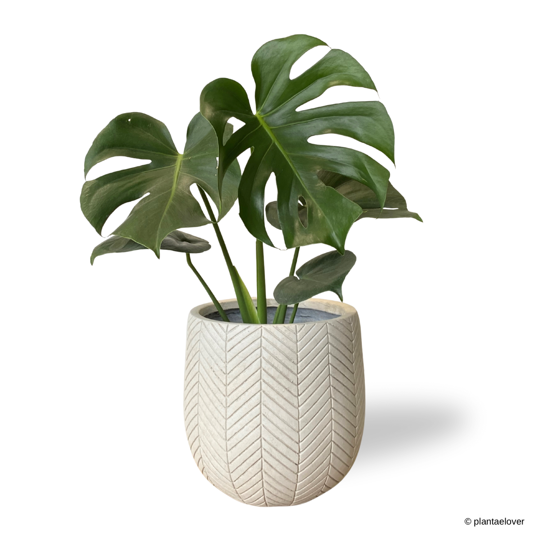 Monstera Deliciosa in Chevron Pot