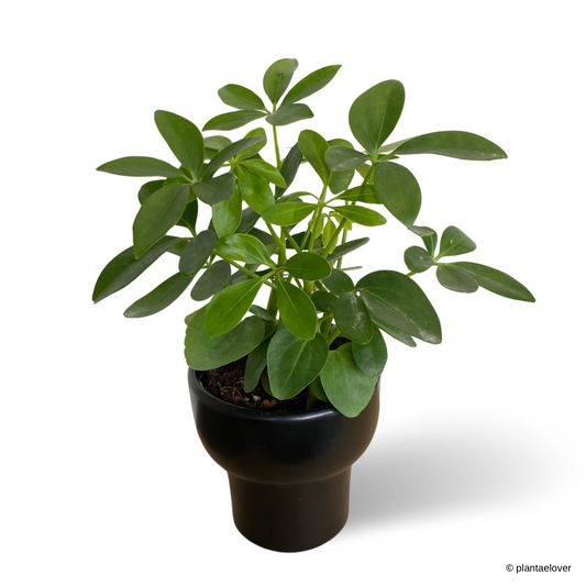 Schefflera Arboricola in Dodo Pot