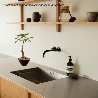 Pachira Aquatica in Meiji Pot