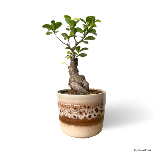 Ficus Retusa in Russet Pot