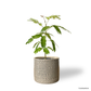 Japanese Everfresh Tree in Fossil Pot