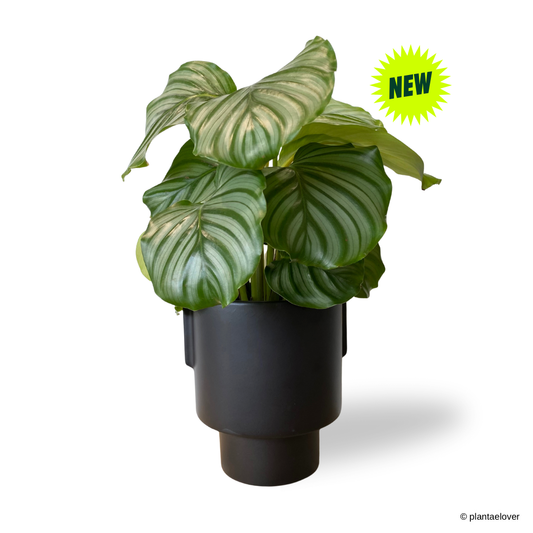 Calathea Orbifolia in Aurora Pot