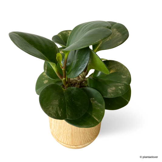 Peperomia Obtusifolia in Walnut Pot