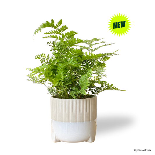 Rabbit Foot Fern in Spatial Pot