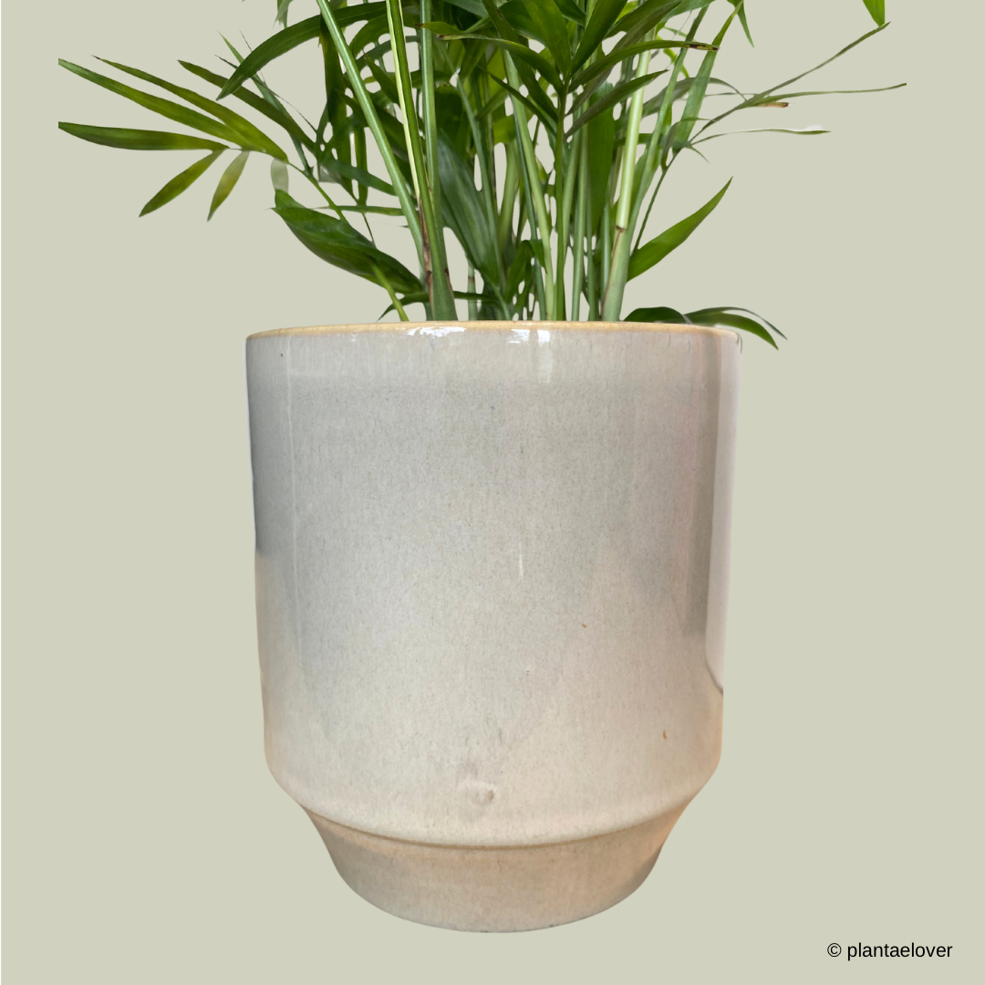 Bamboo Palm in Minima Pot