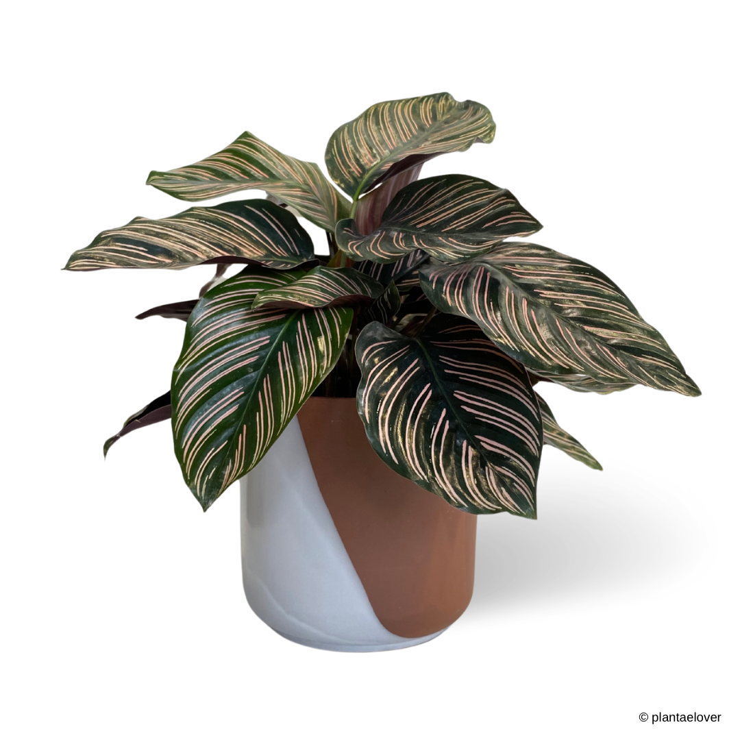 Calathea Sanderiana in Umber Pot