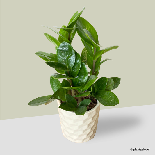 Zamioculcas Zamiifolia in Hexa Pot
