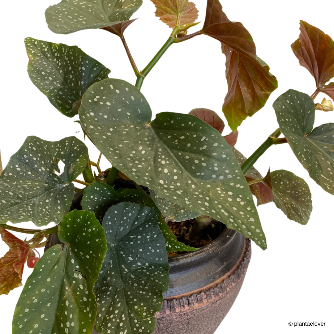 Begonia Lucerna in Capri Pot