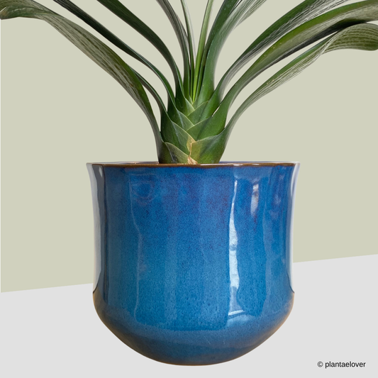 Bush Lily in Royal Pot