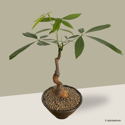 Pachira Aquatica in Meiji Pot