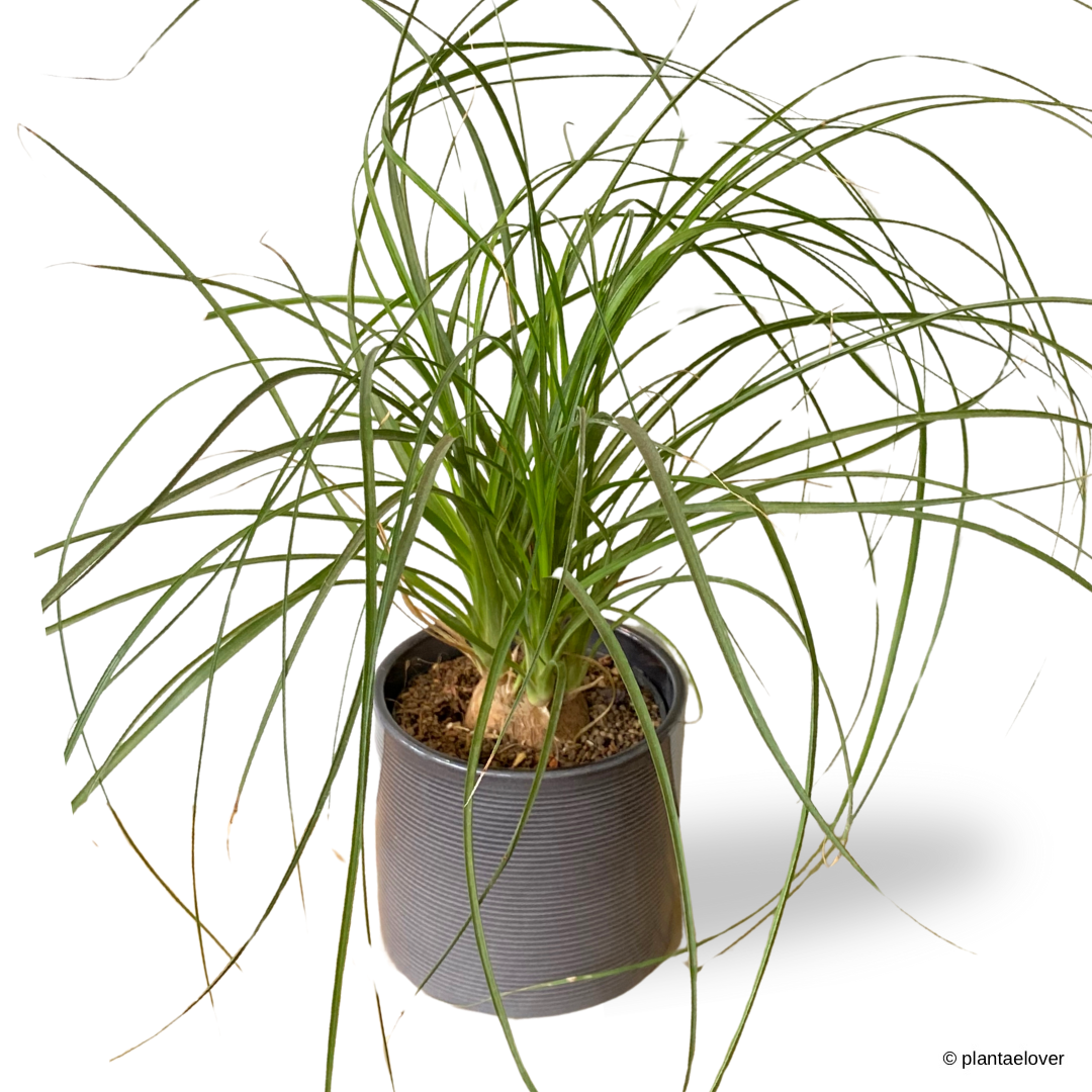 Ponytail Palm in Slate Pot