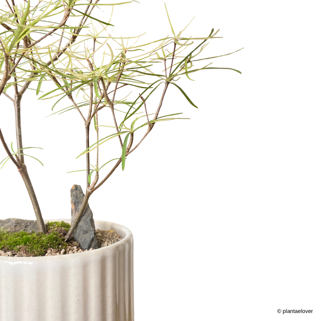 Euphorbia Hedyotoides in Parchment Pot