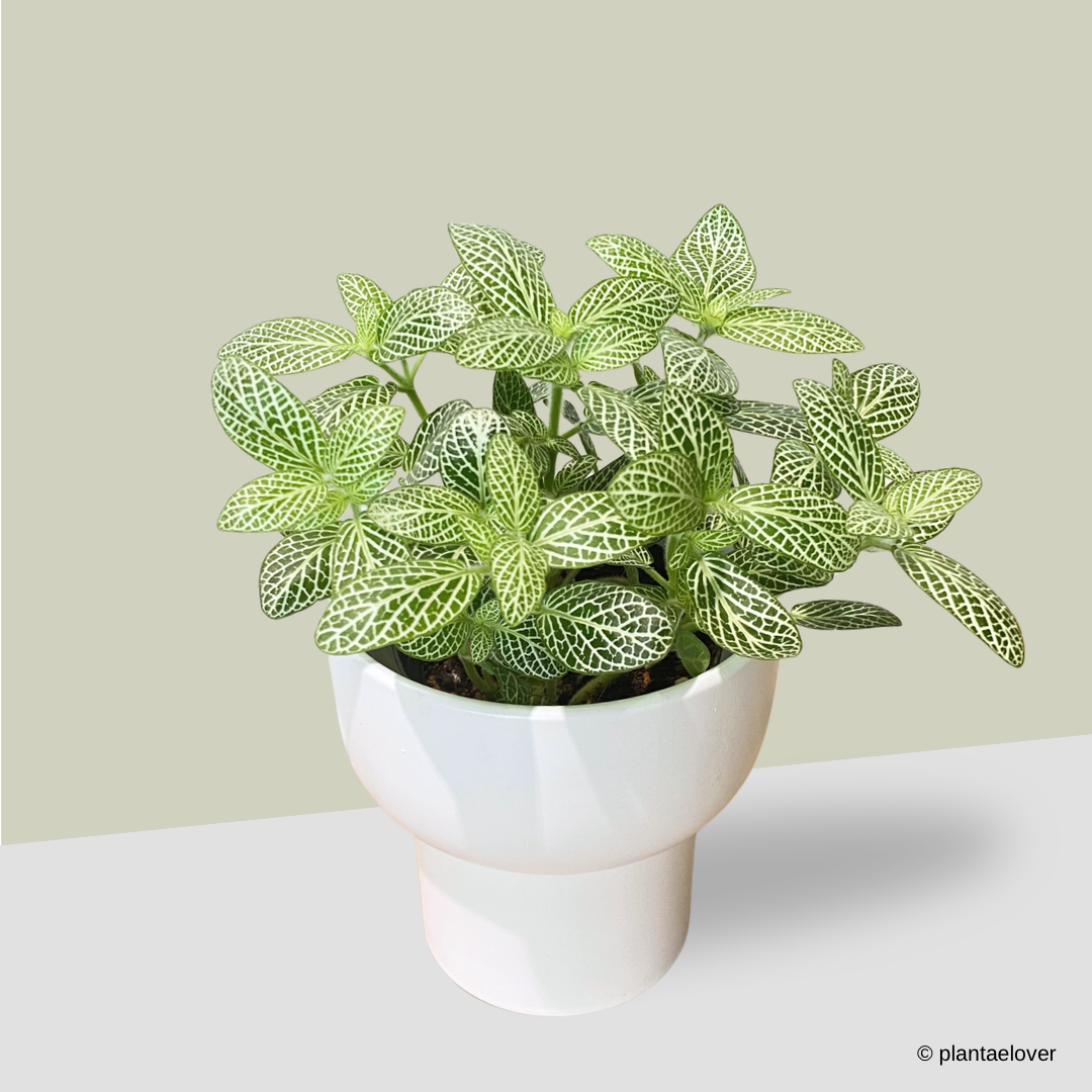 Fittonia in Dodo Pot
