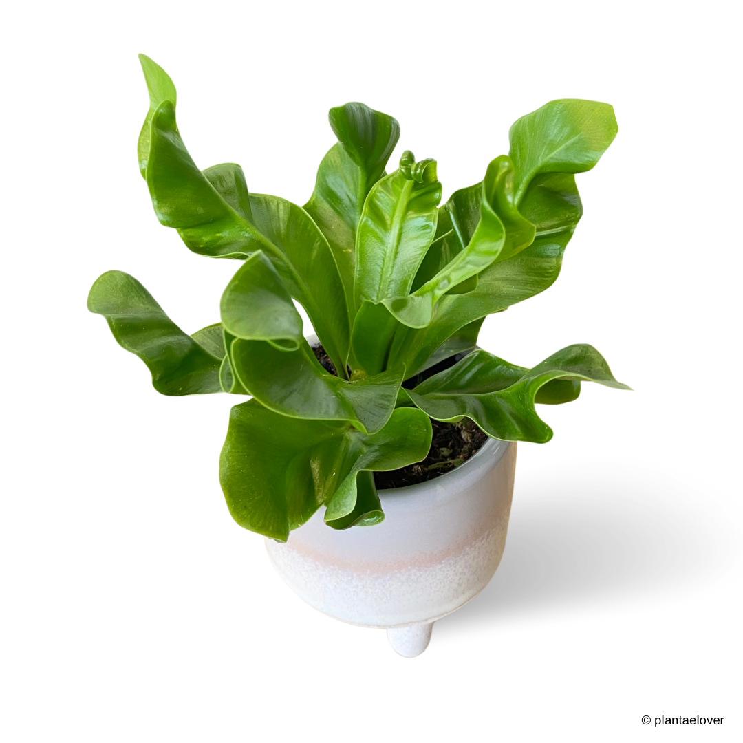 Manila Bird Nest Fern in Breeze Pot