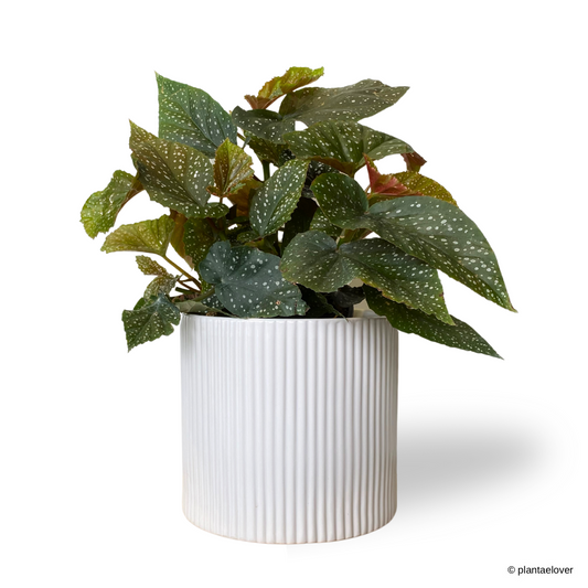 Begonia Lucerna in Cylindrica Pot
