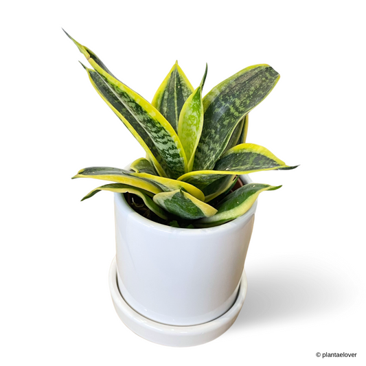 Sansevieria Hahnii Laurentii in Cylin Pot