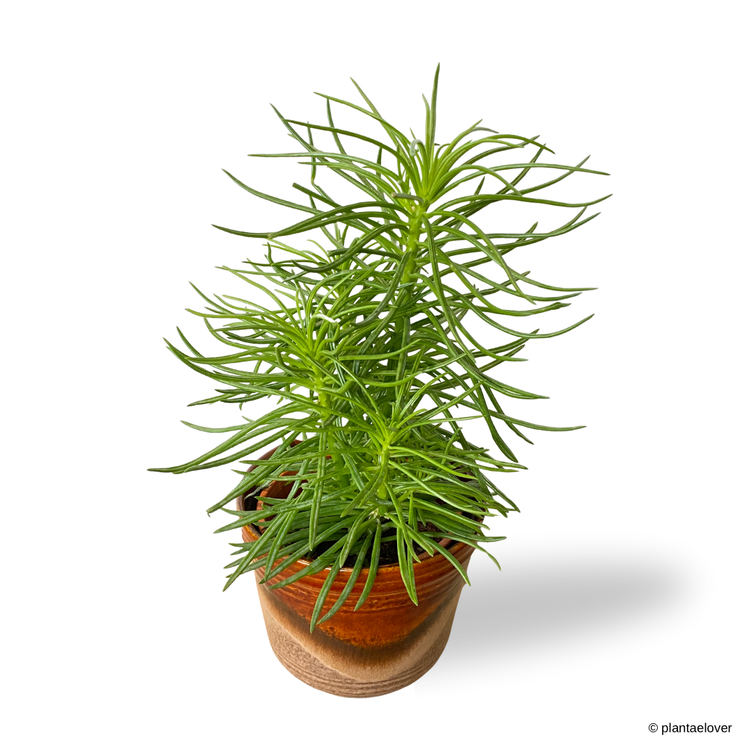 Peperomia Ferreyrae  in Sienna Pot