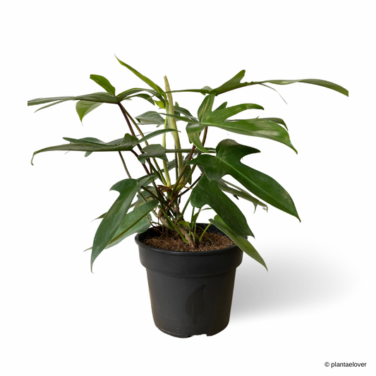 Philodendron Florida Green