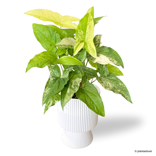 Syngonium Albo Variegata in Estrella Pot
