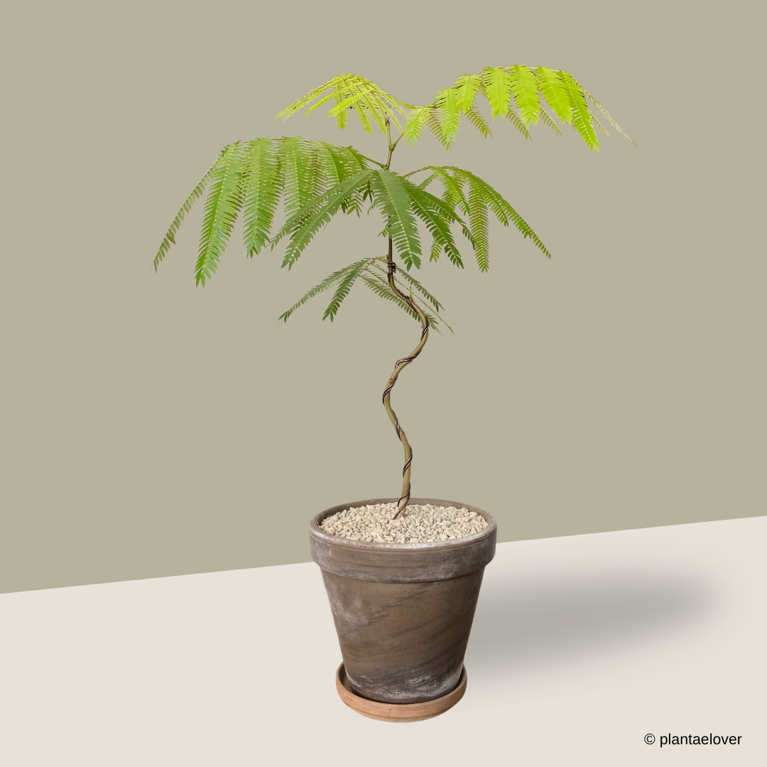 Japanese Everfresh (Bonsai) in SPANG Pot