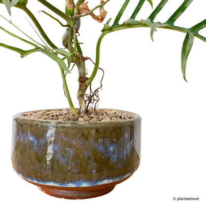 rust philodendron Philodendron Tortum in Rust Pot – plantaelover