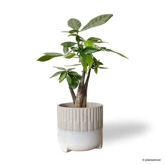 Pachira Aquatica in Spatial Pot