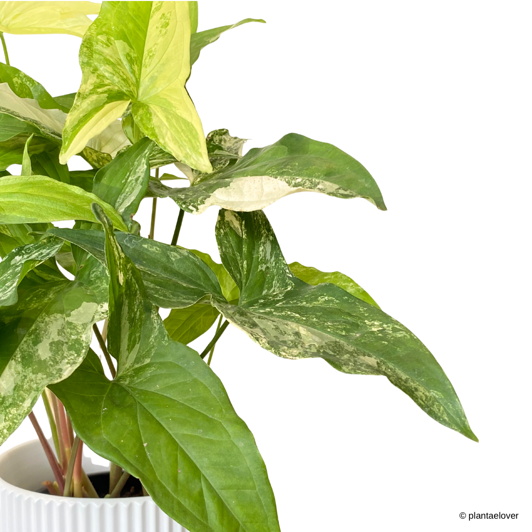 Syngonium Albo Variegata in Estrella Pot