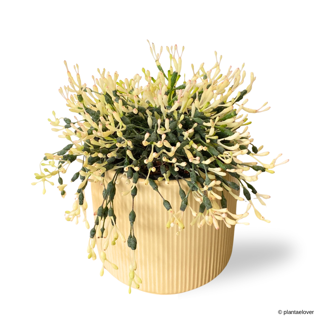 Dancing Bones Cactus in Pudding Pot