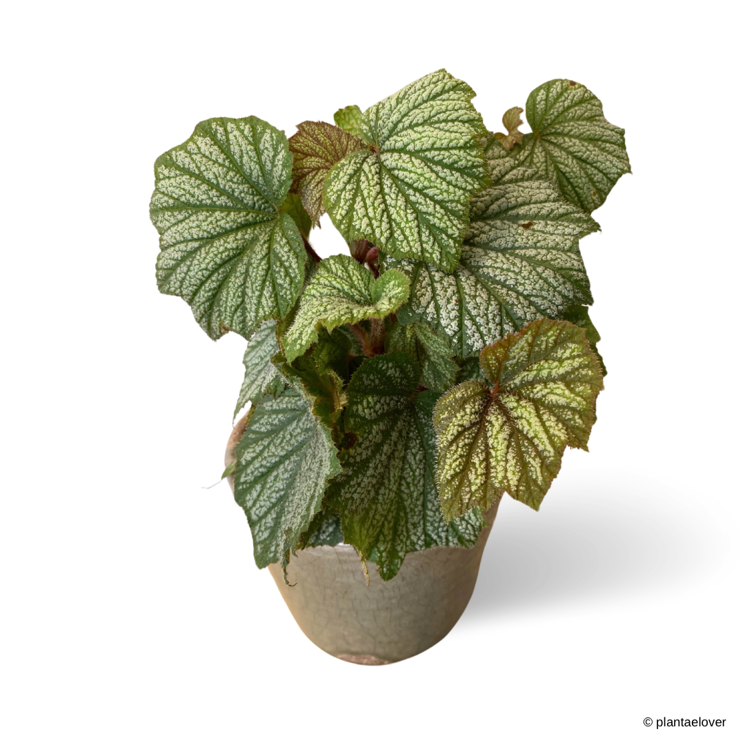 Begonia Rex in Chimichurri Pot