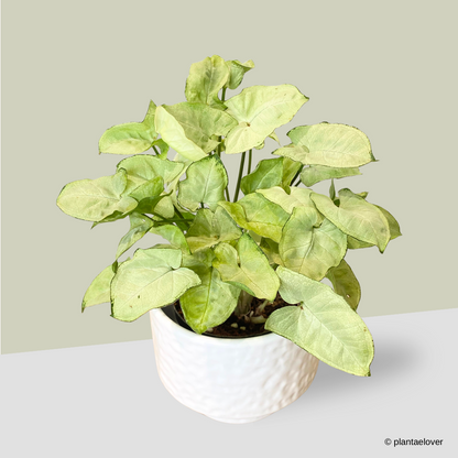Syngonium Pixie in Moonlight Pot