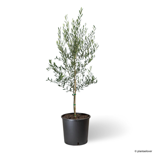 [Pre-Order] Olea Europaea (Not Available Online)