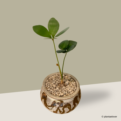 Cardboard Palm in Woody Pot