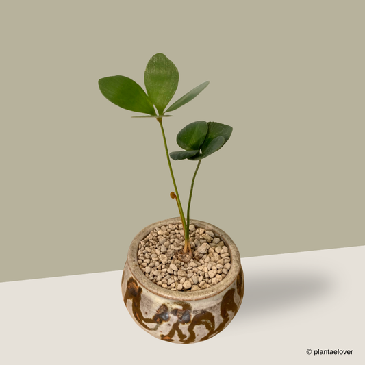 Cardboard Palm in Woody Pot