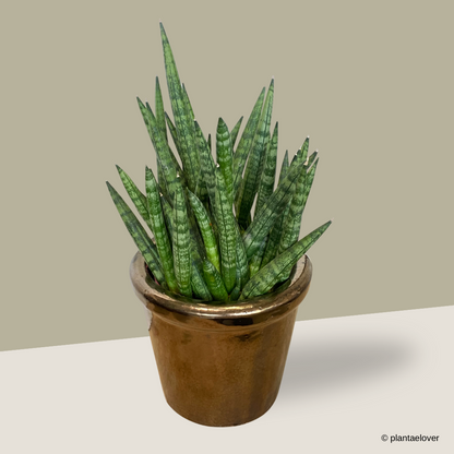 Sansevieria Cylindrica in Copper Pot