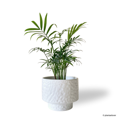 Bamboo Palm in Moonlight Pot