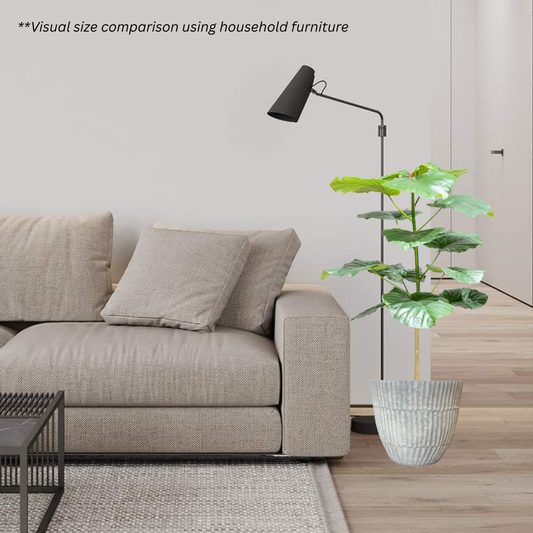 Ficus Umbellata in Titanium Pot