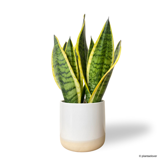 Sansevieria Superba in Moln Pot