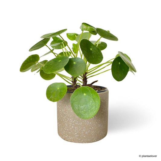 Pilea Peperomioides in Mocha Pot