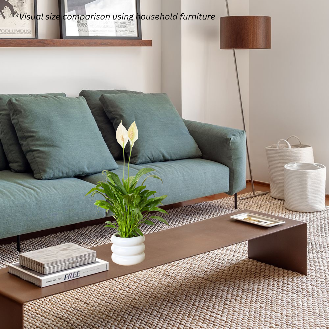 Peace Lily in Bagel Pot