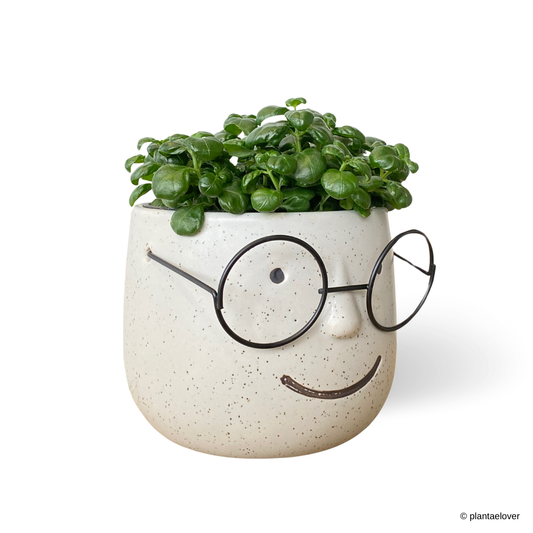 Bubble Plant in Nerdy Pot