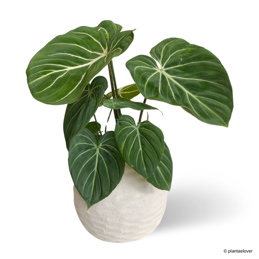 Philodendron Gloriosum in Gardenia Pot