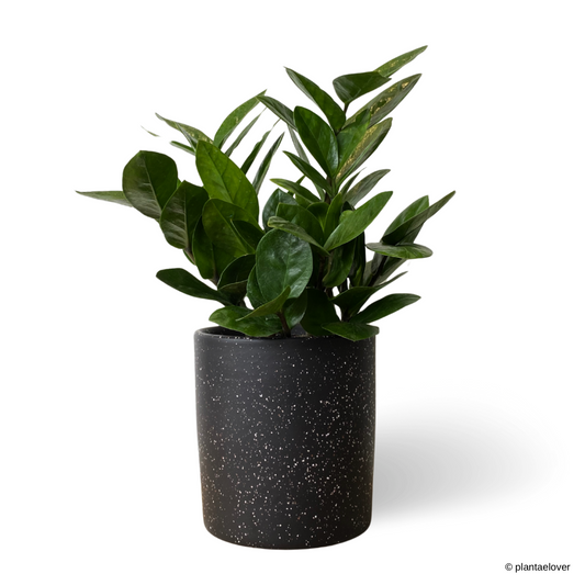 Zamioculcas Zamiifolia in Galaxy Pot