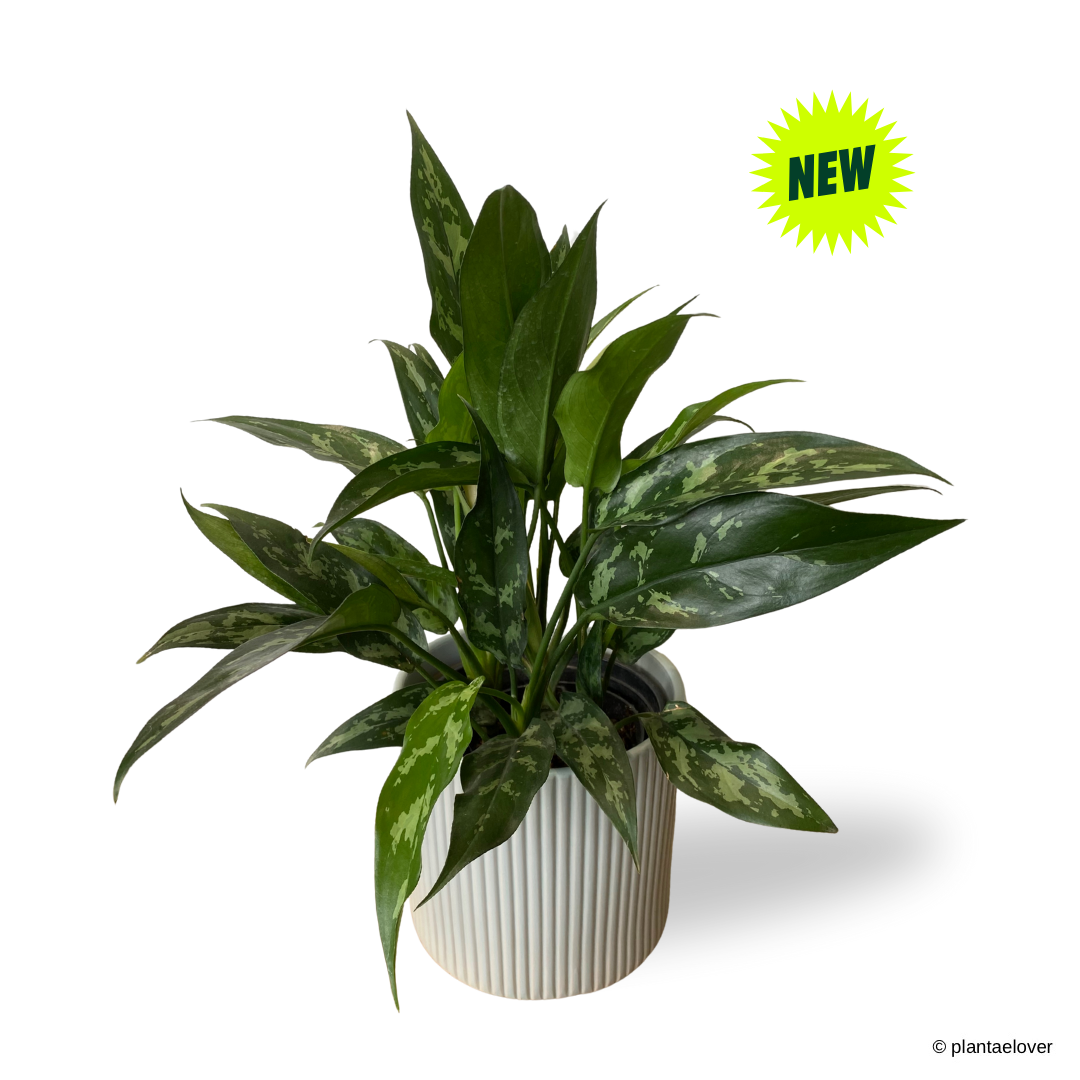 Aglaonema Maria in Cylindrica Pot