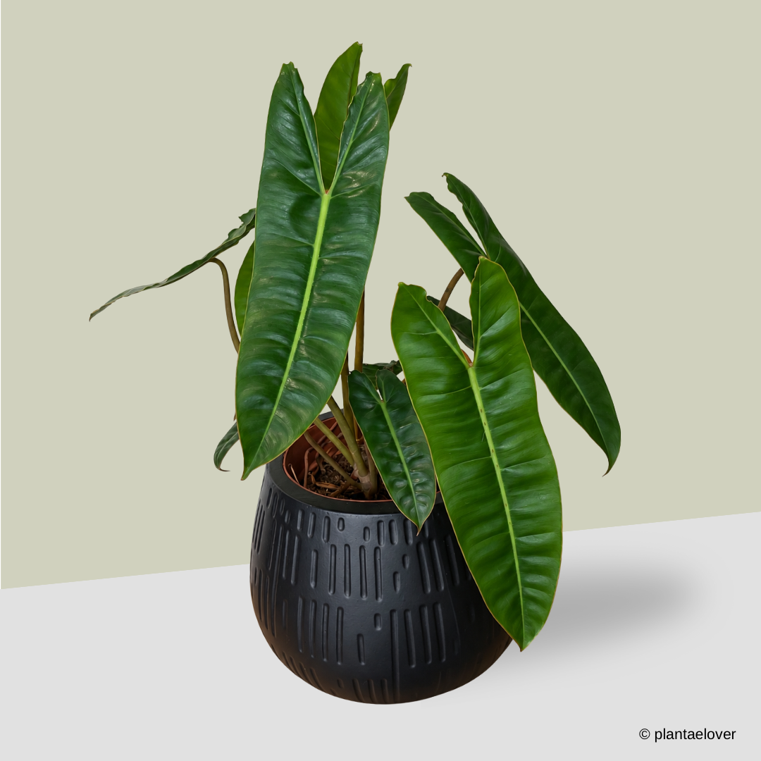 Philodendron Billietiae in Forma Pot